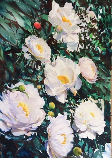 Richard Bolton | Peony Rose| watercolour McAtamney Gallery and Design Store | Geraldine NZ